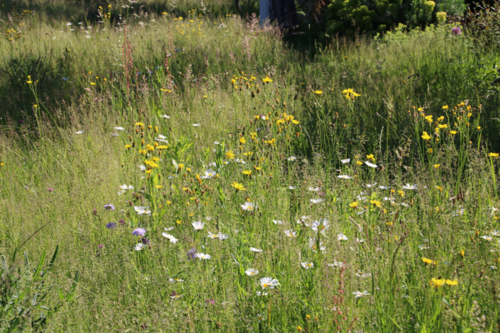 Blumenwiese