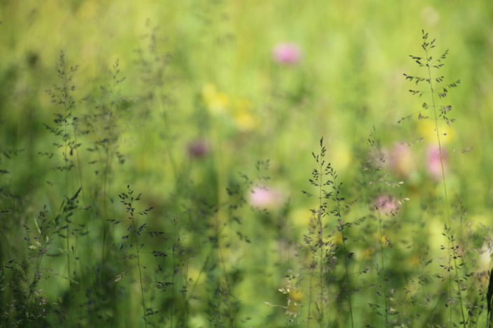 Samen Gras Blumen