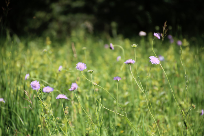 Samen Gras Blumen