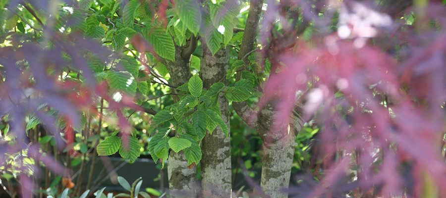 Baum