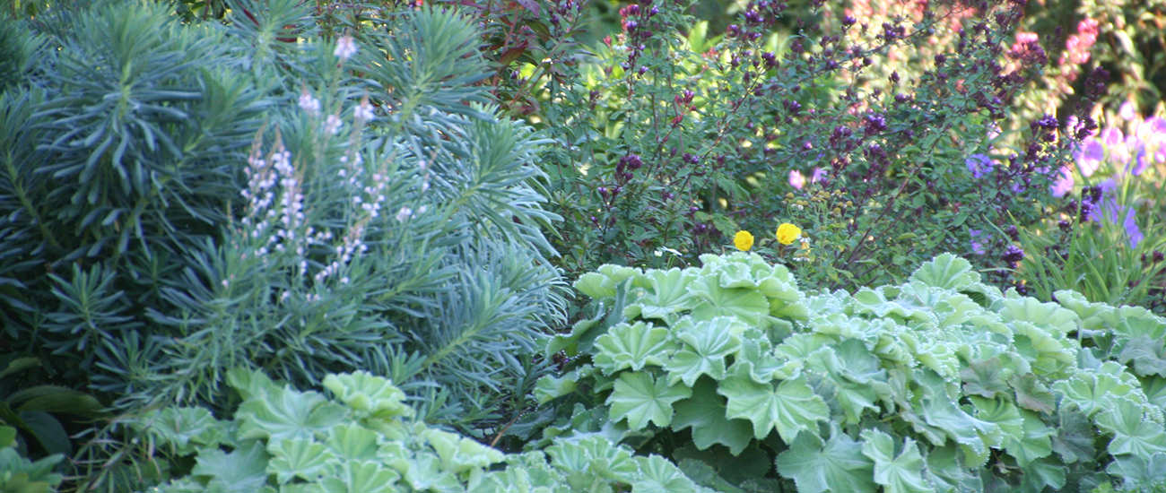 Garten Staudenbeet