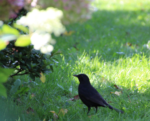 Amsel Vogel