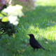 Amsel Vogel