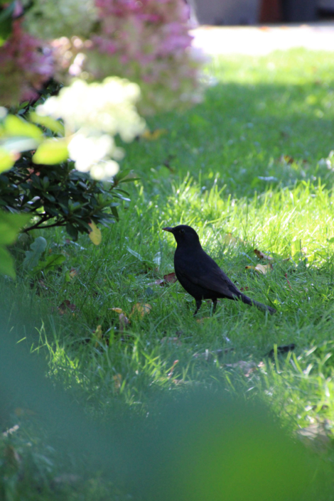 Amsel Vogel