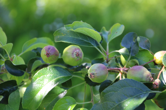 Obstbaum Apfel