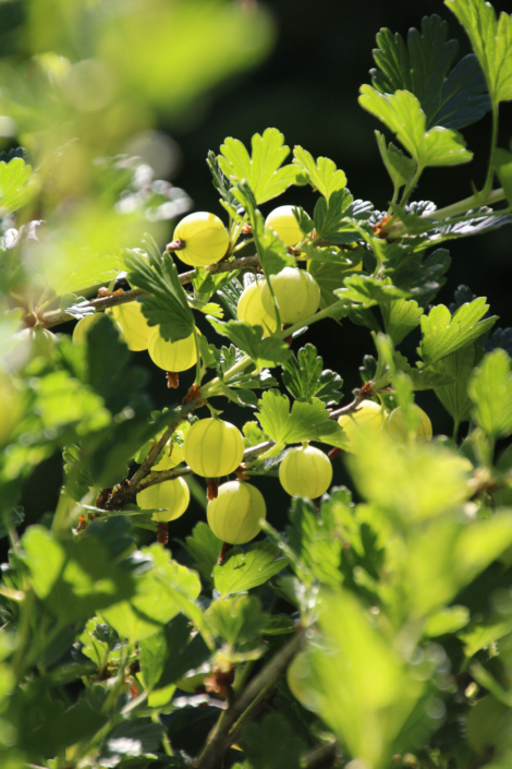 Nutzgarten Stachelbeere