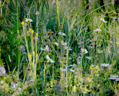 Blumenwiese