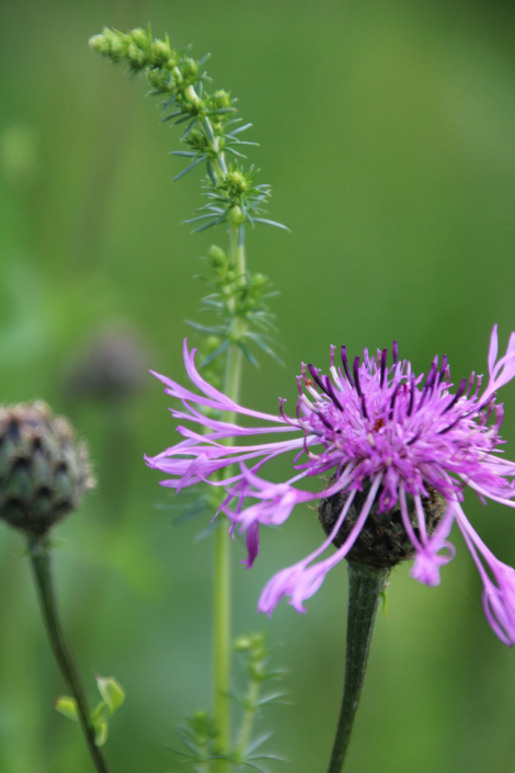 Samen Gras Blumen