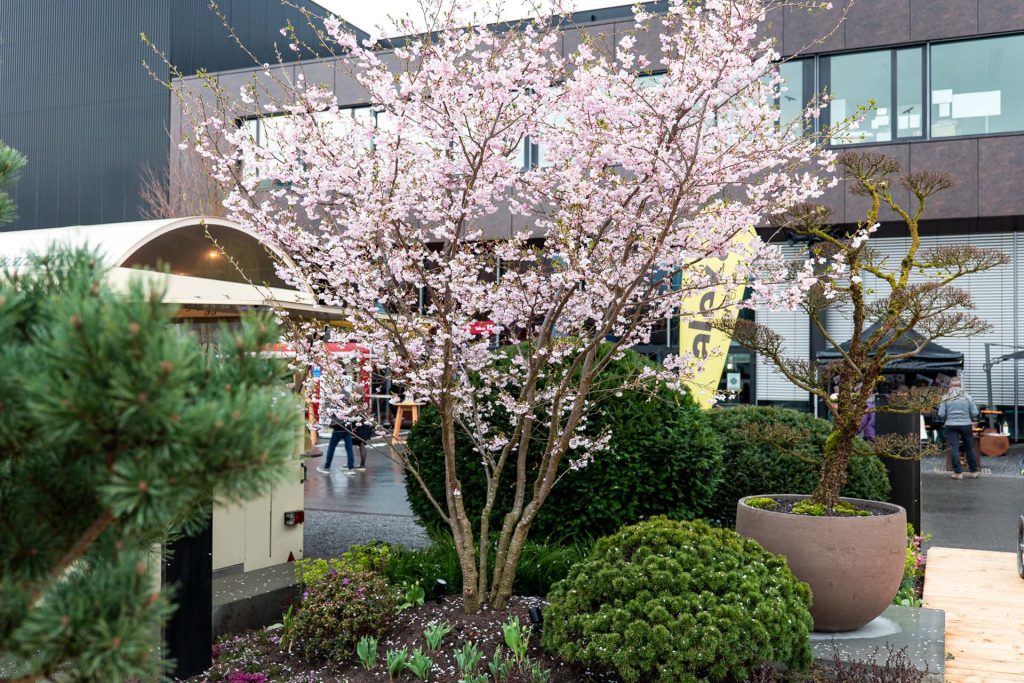 Blühender Kirschbaum im Schau-Garten