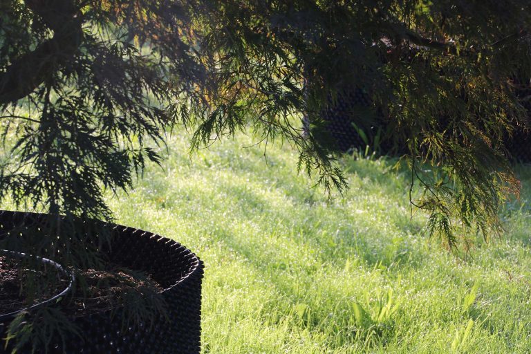 Fächerahorn japanisch