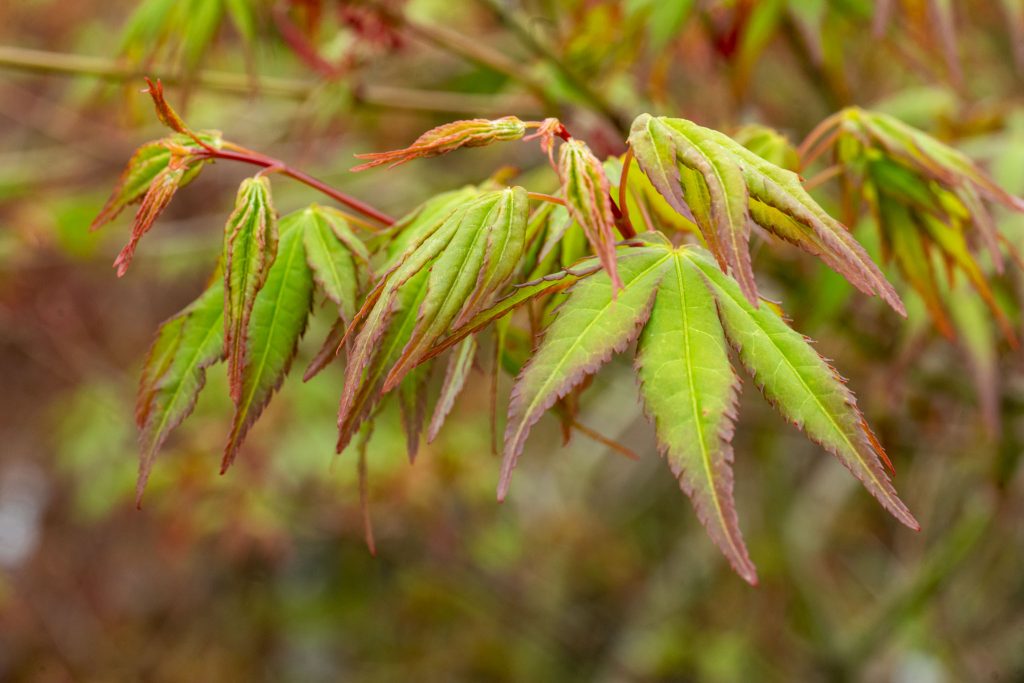 Japanische Ahorne