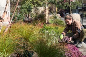 Lehre in Garten- & Grünflächengestaltung