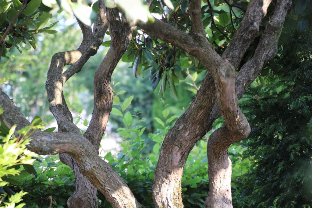 Verwachsene Äste in grünem Garten