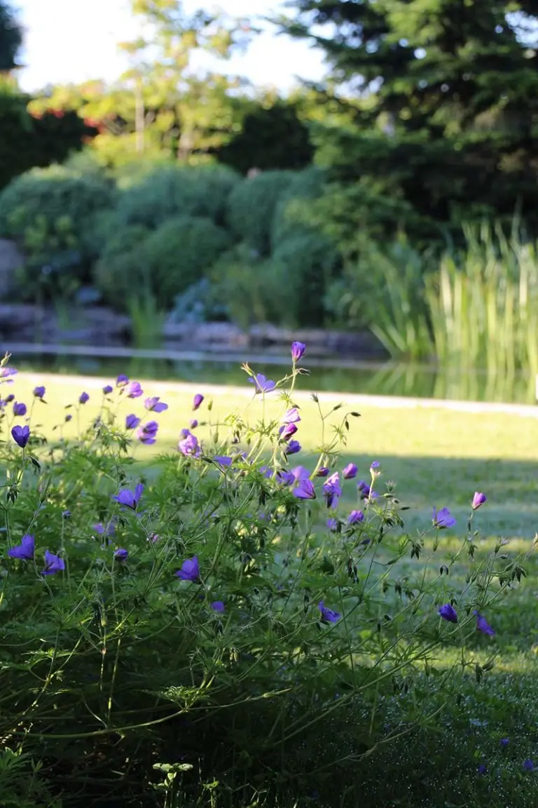 Blumen im Garten mit Rasen und Schwimmteich
